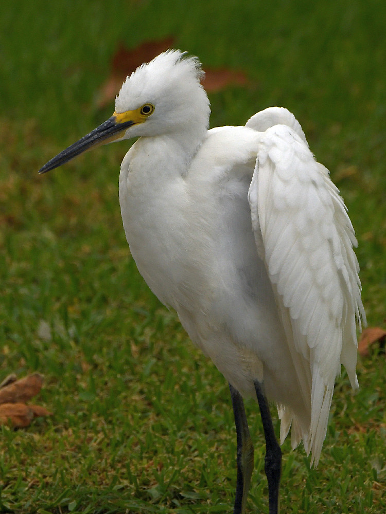 Egret.jpg