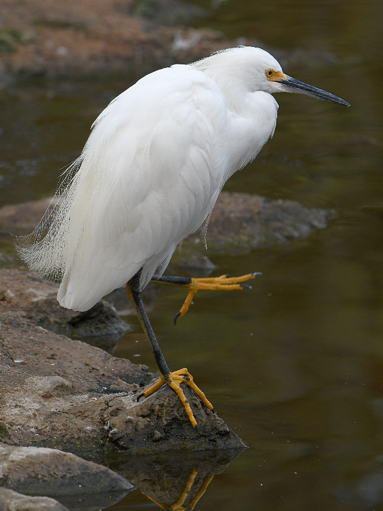 Egret.jpg