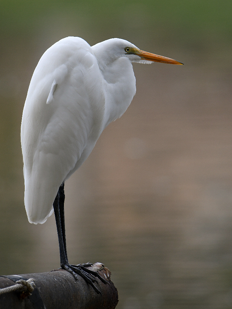 Egret.jpg