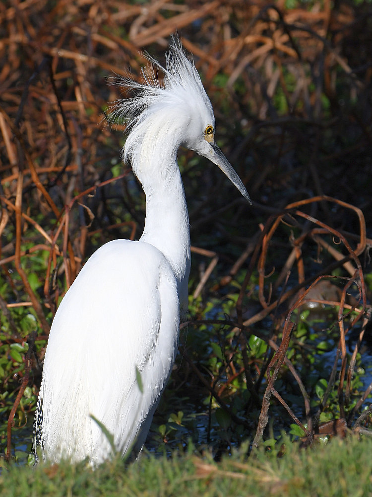 Egret.jpg