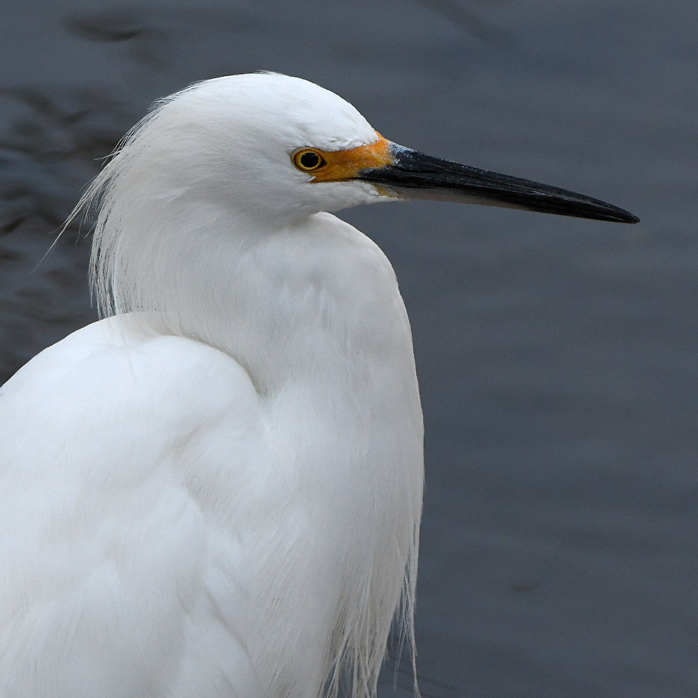 Egret.jpg