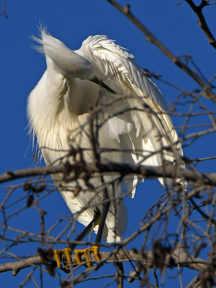 Egret.jpg