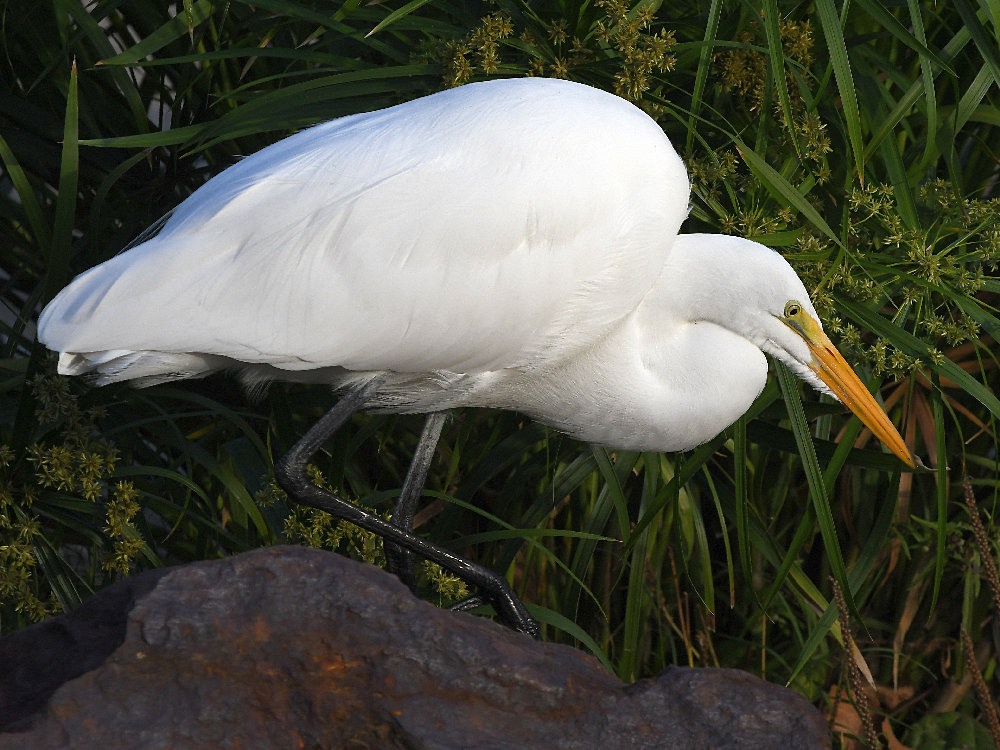 Egret.jpg