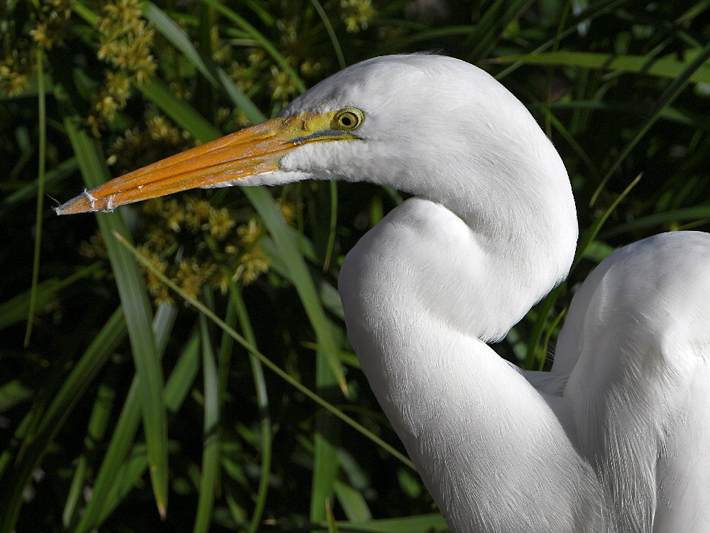 Egret.jpg