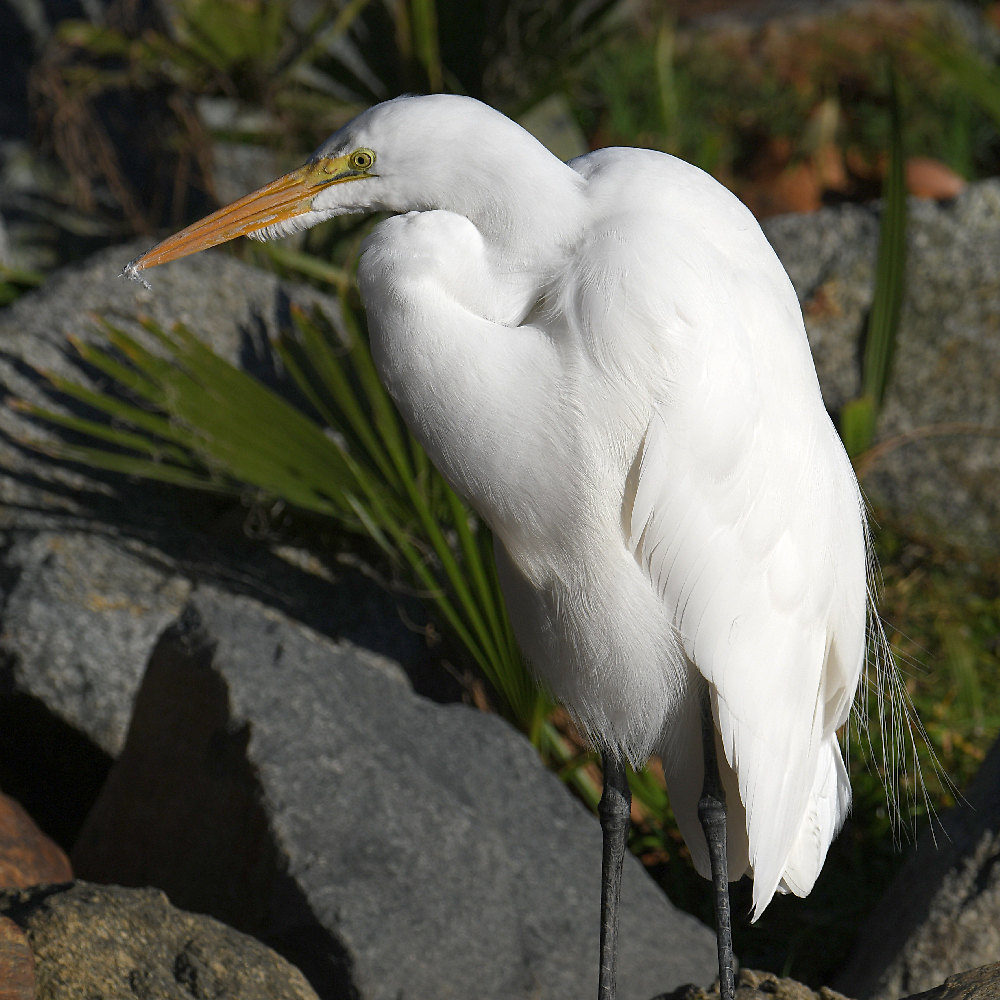 Egret.jpg