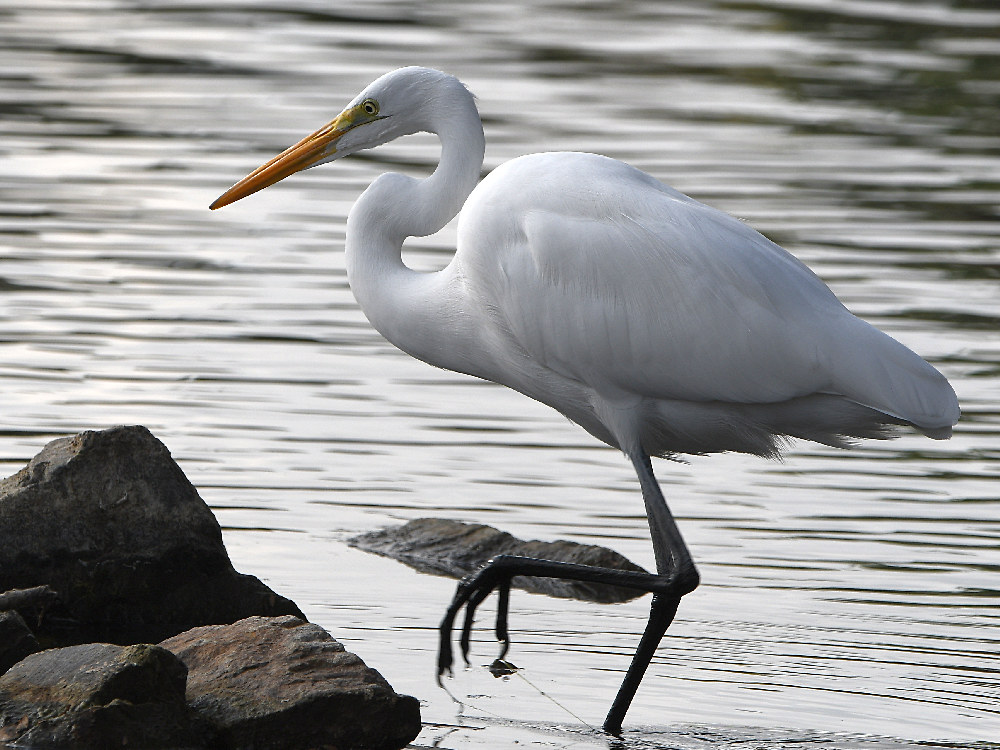 Egret.jpg