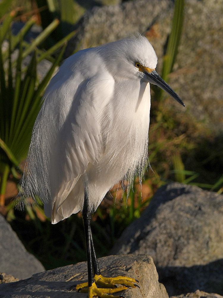 Egret.jpg
