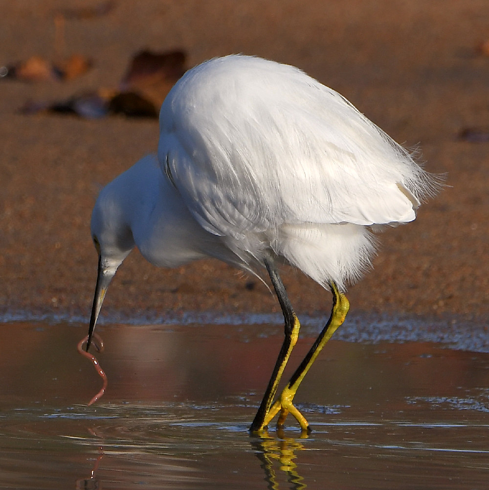 Egret.jpg