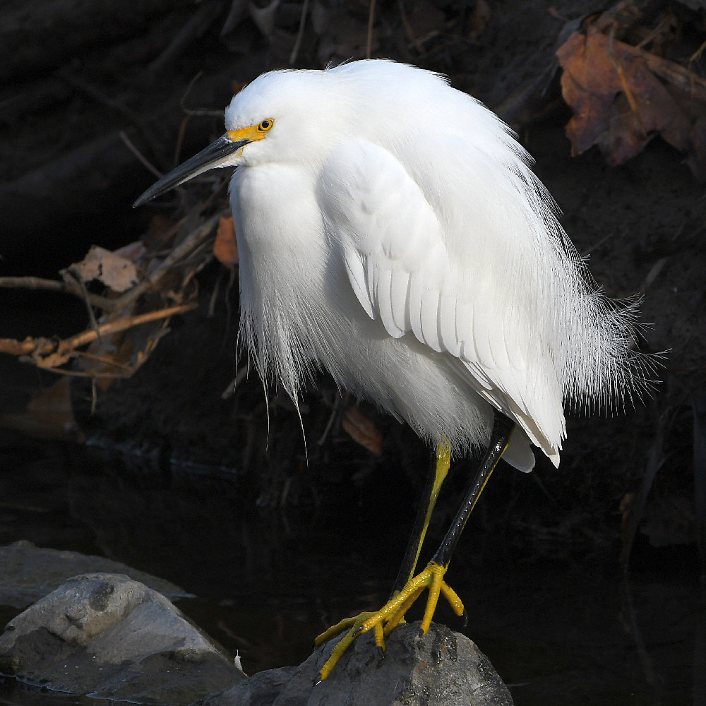 Egret.jpg