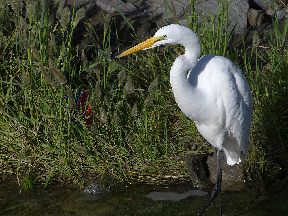 Egret.jpg