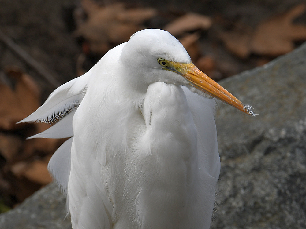 Egret.jpg