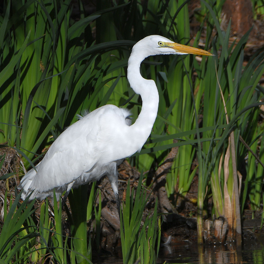 Egret.jpg