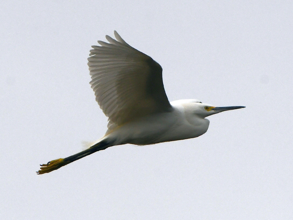 Egret.jpg