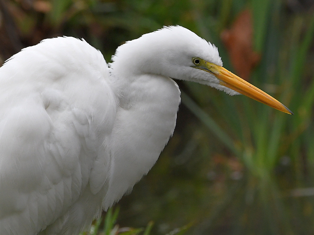 Egret.jpg
