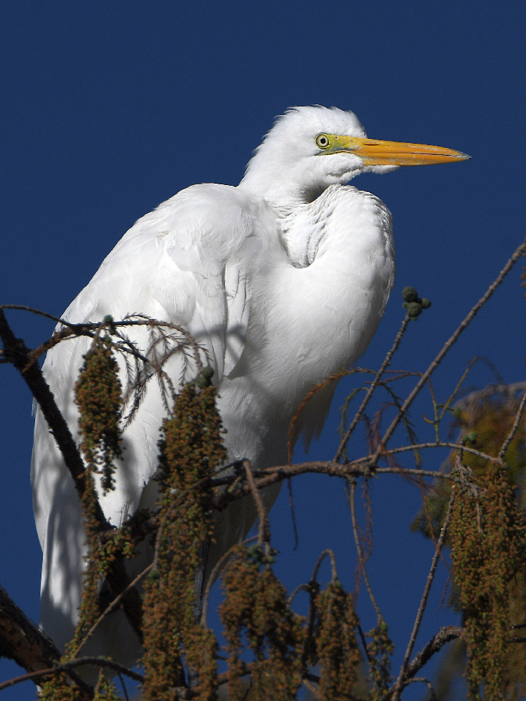 Egret.jpg