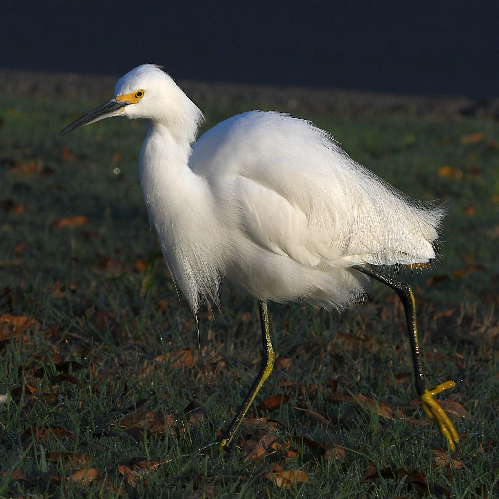 Egret.jpg