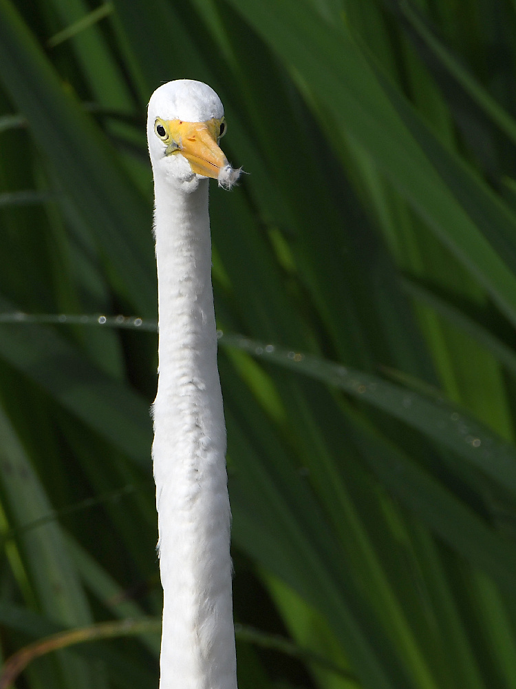 Egret.jpg