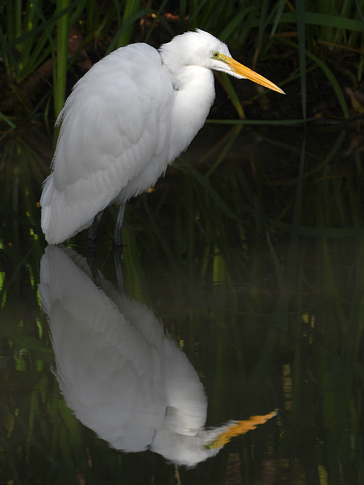 Egret.jpg