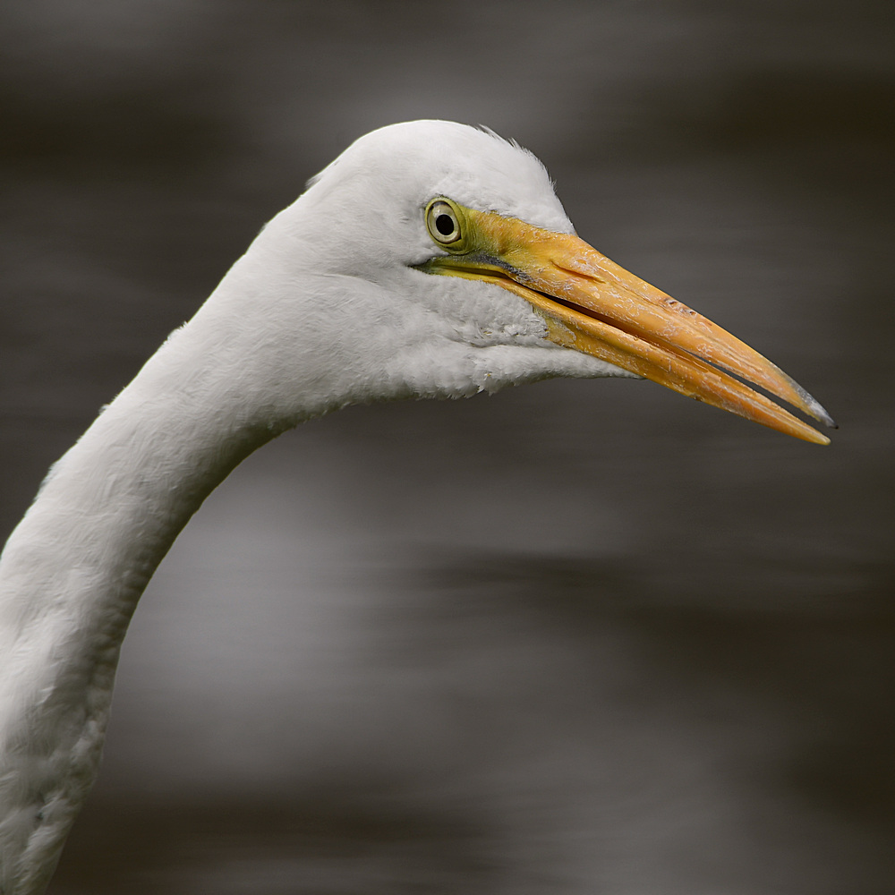 Egret.jpg