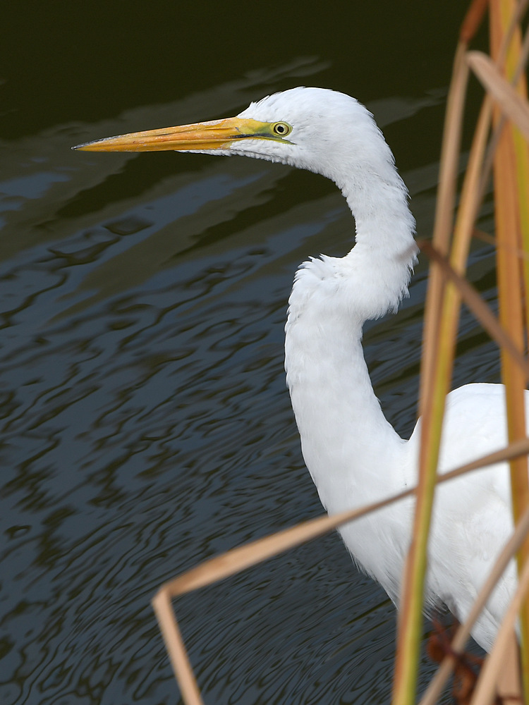 Egret.jpg
