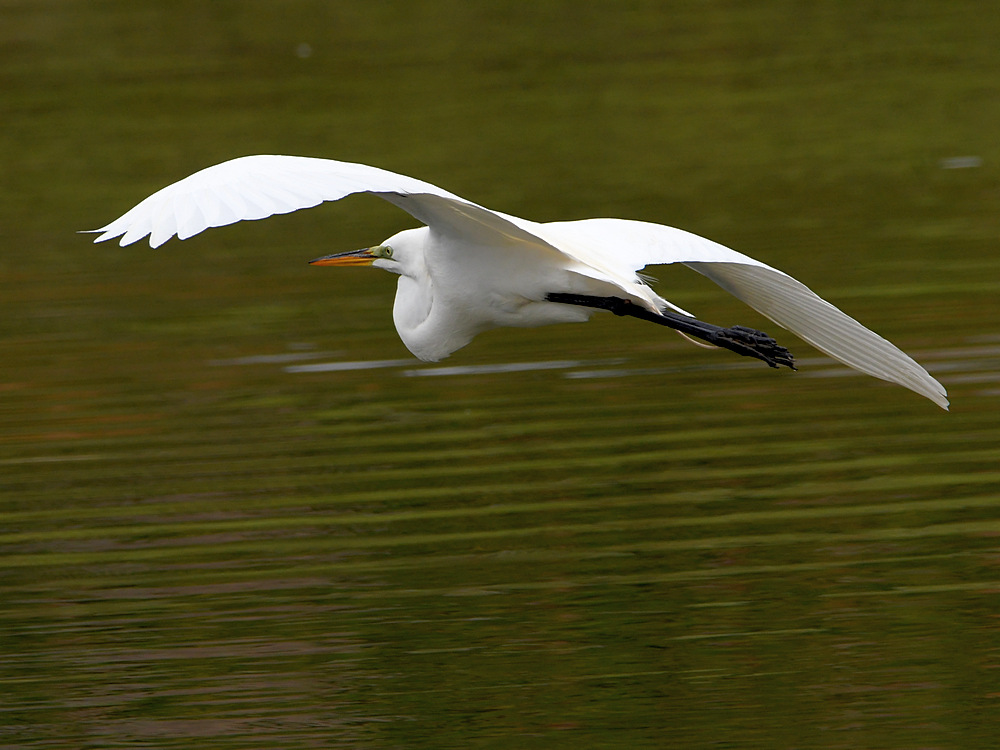 Egret.jpg