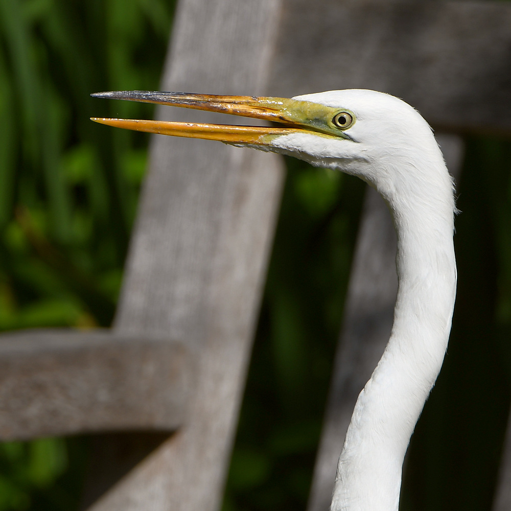 Egret.jpg