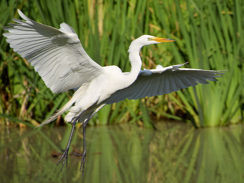 Egret.jpg
