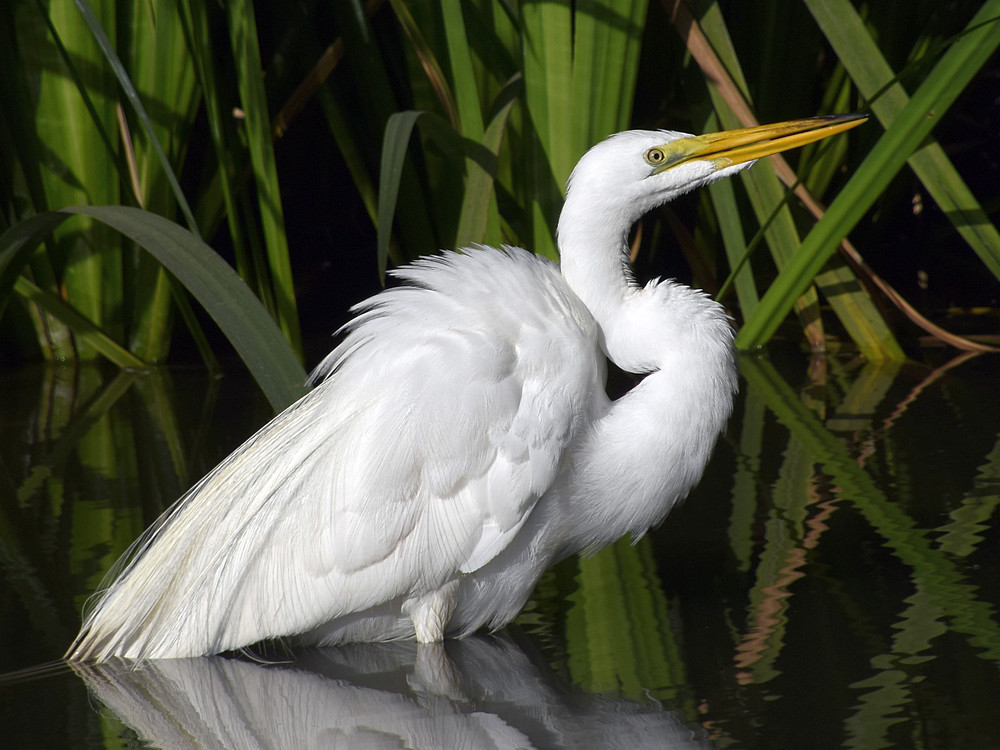 Egret.jpg