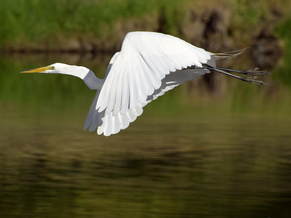 Egret.jpg