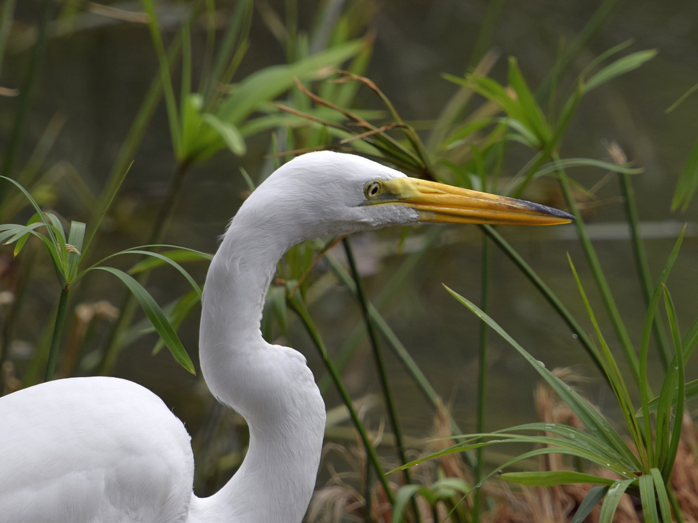 Egret.jpg
