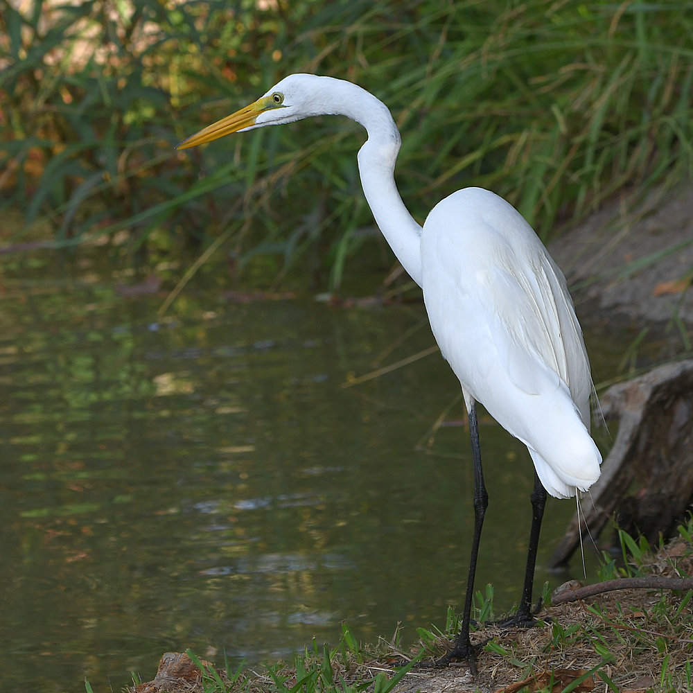 Egret.jpg