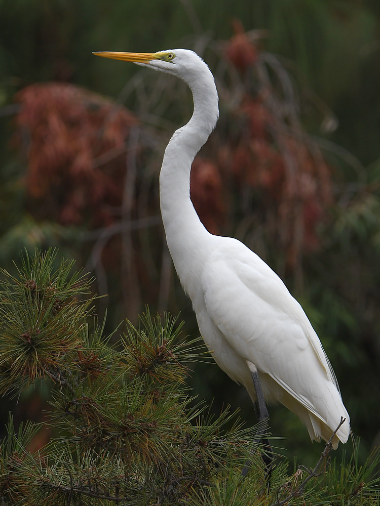 Egret.jpg