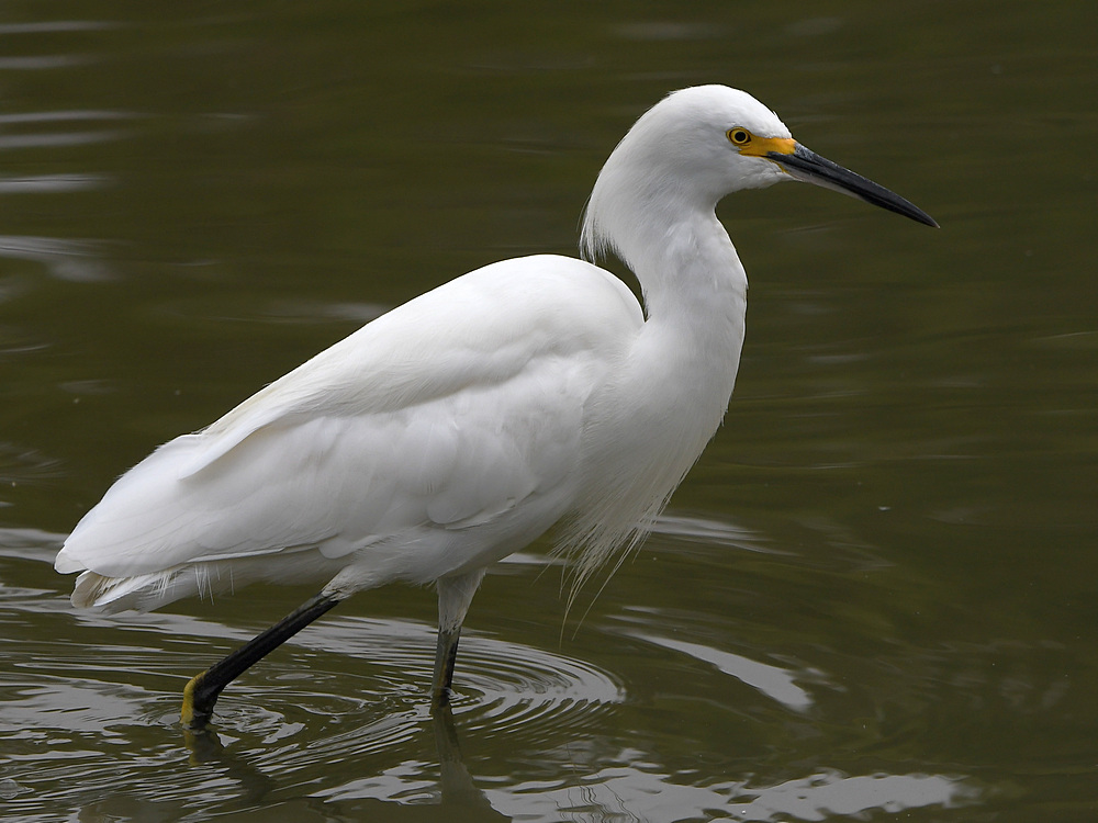 Egret.jpg