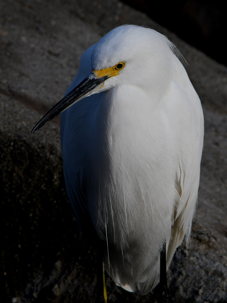 Egret.jpg