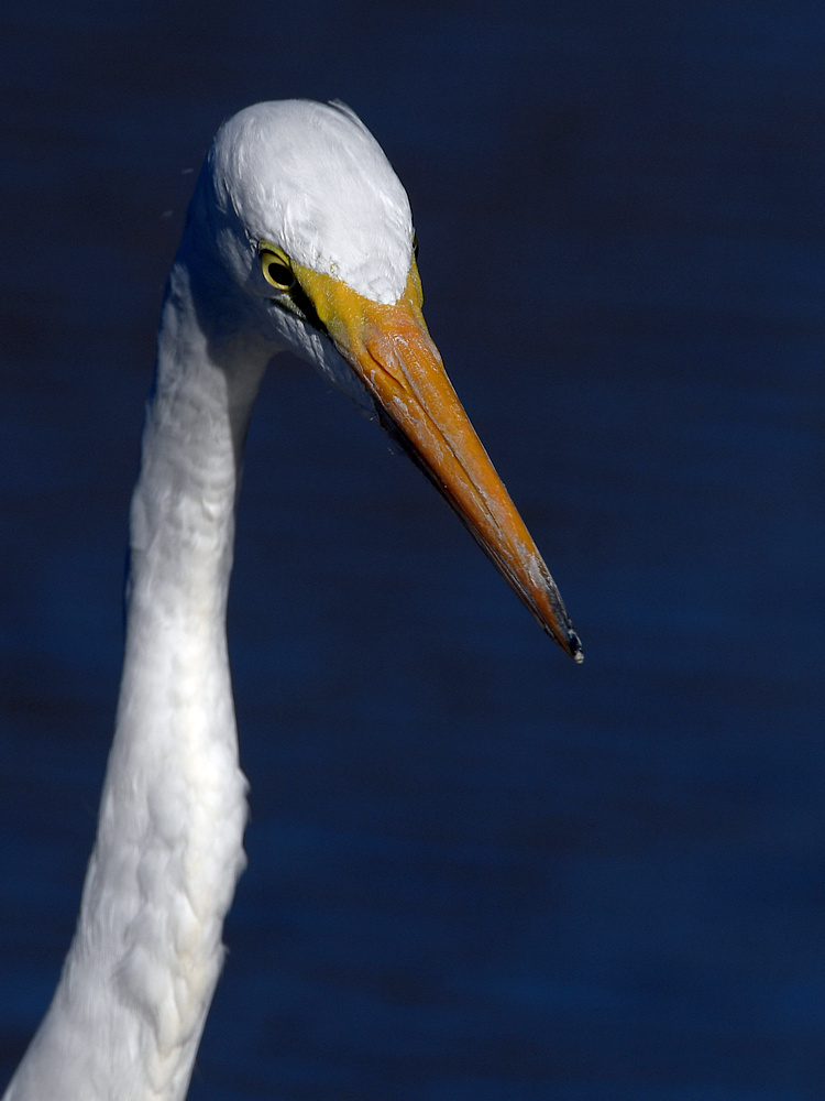 Egret.jpg