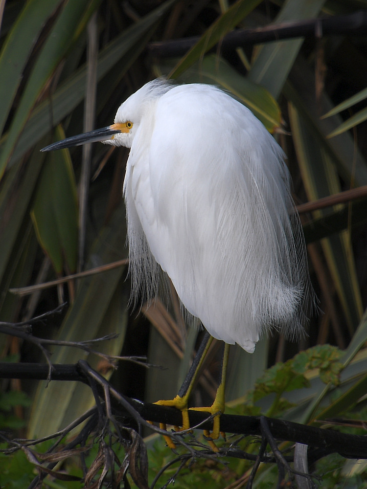 Egret.JPG