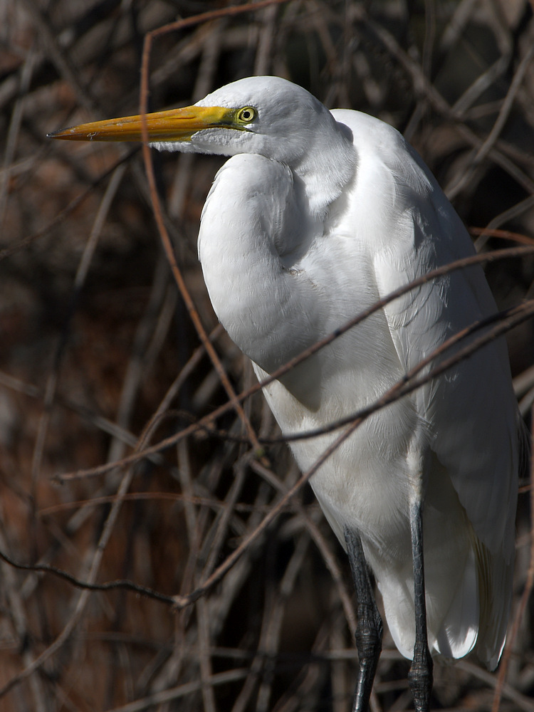 Egret.jpg