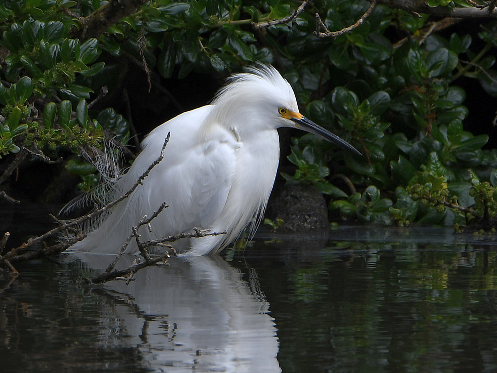 Egret.JPG
