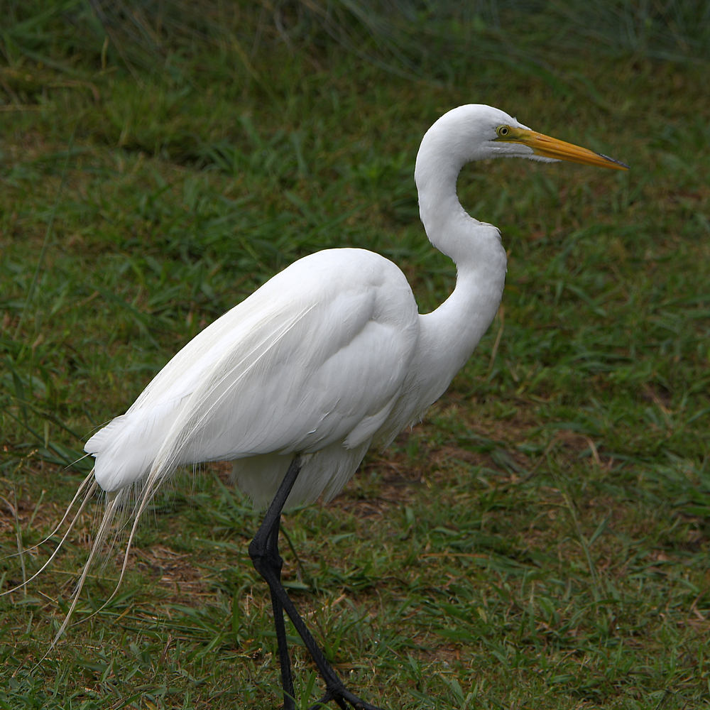 Egret.jpg