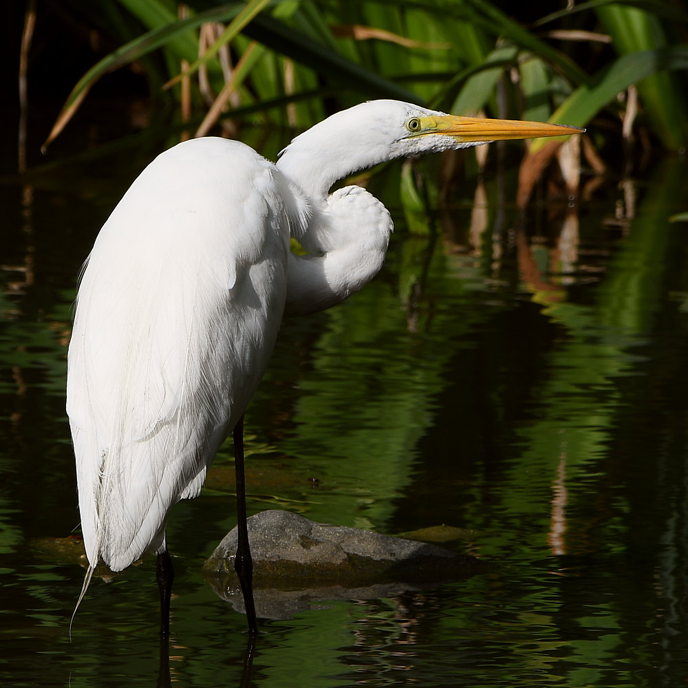 Egret.jpg