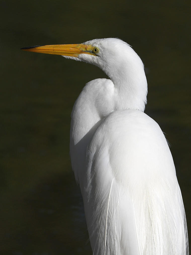 Egret.jpg
