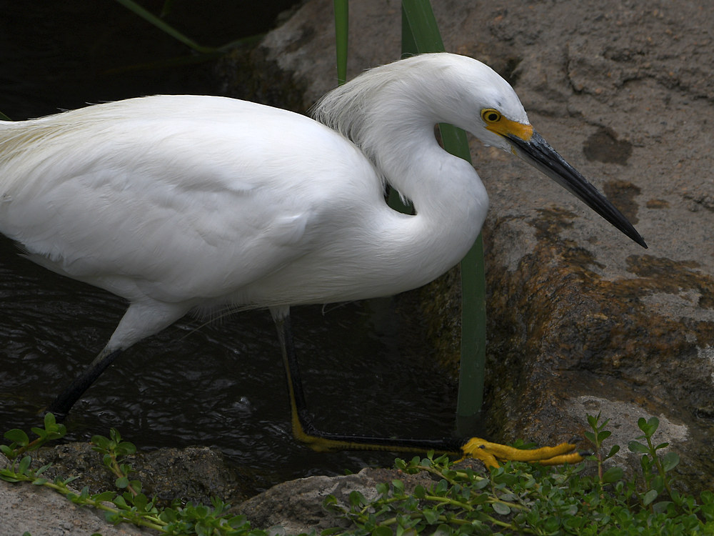Egret.jpg