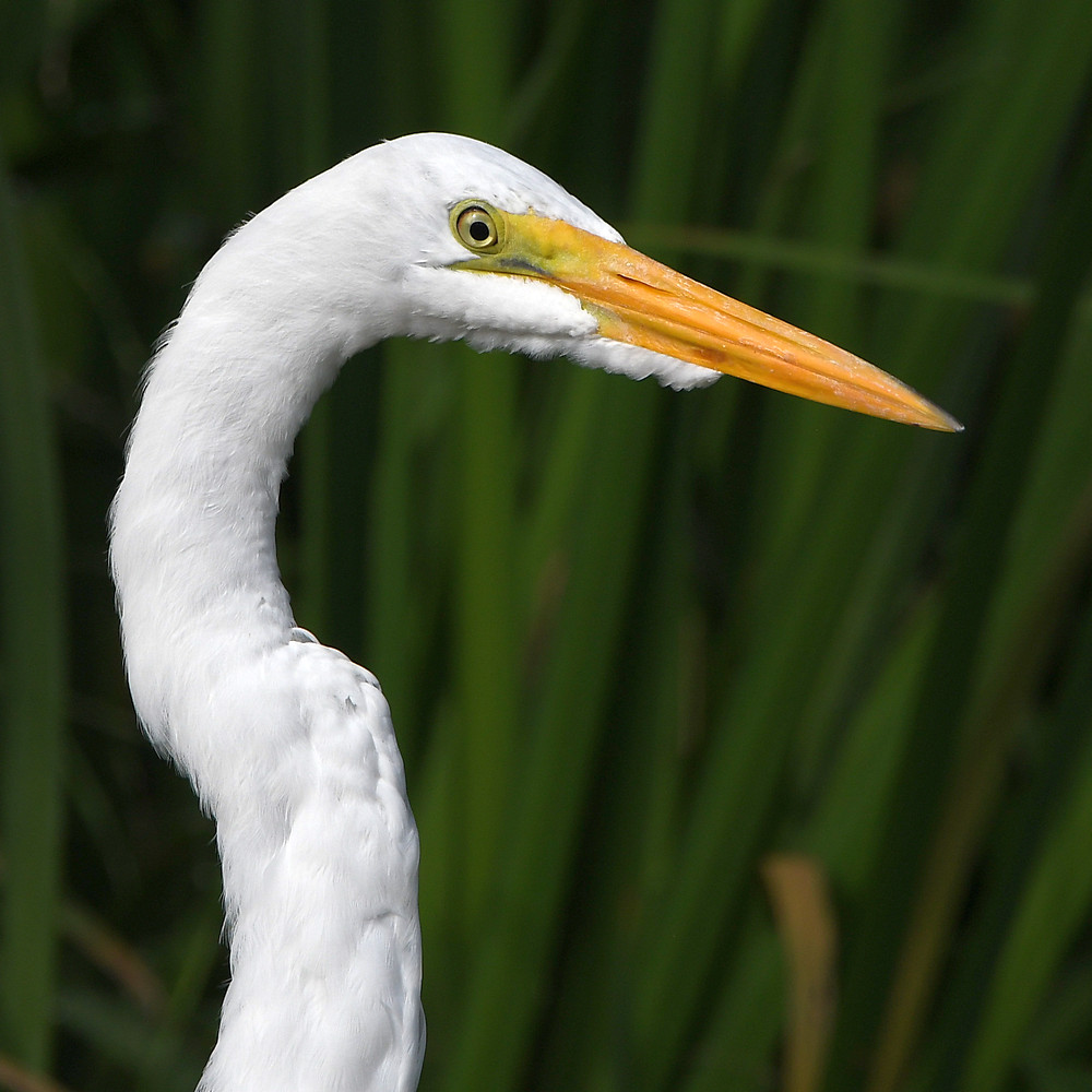 Egret.jpg