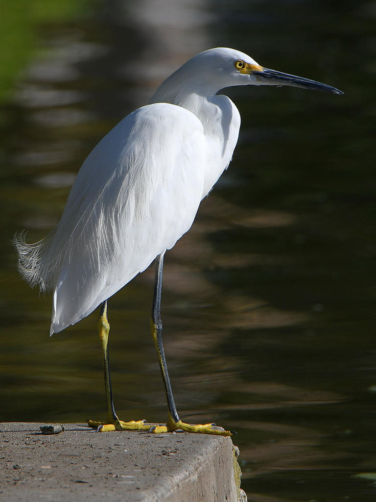Egret.jpg