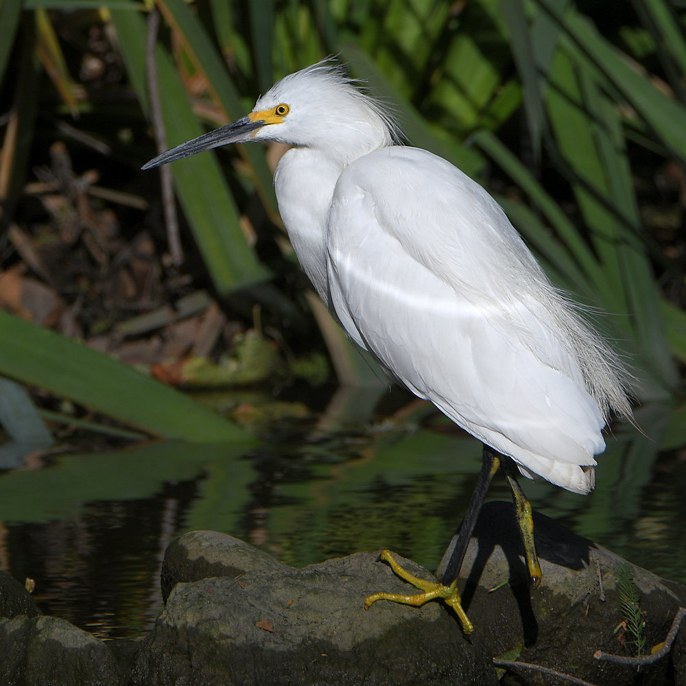 Egret.jpg
