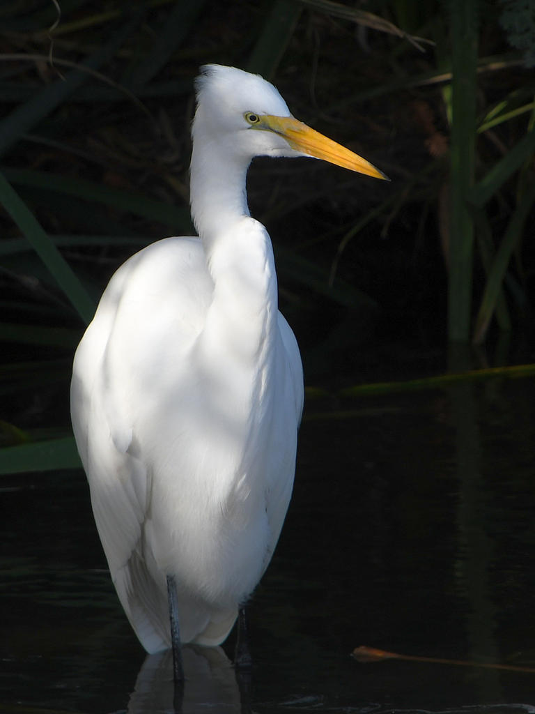 Egret.jpg