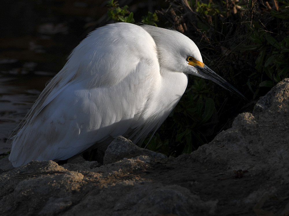 Egret.jpg