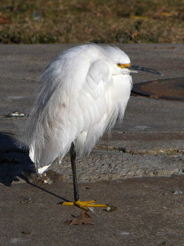 Egret.jpg