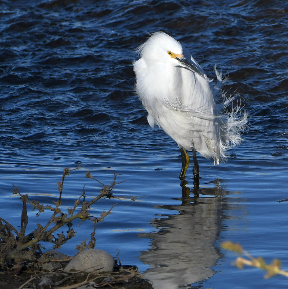 Egret.jpg