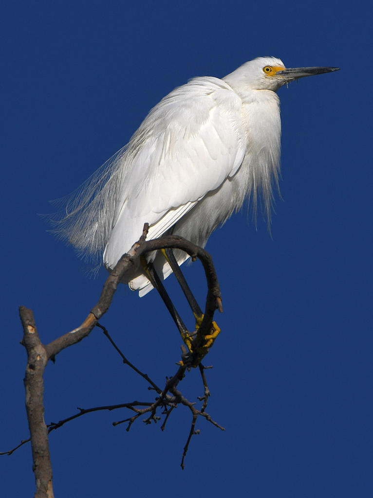 Egret.jpg